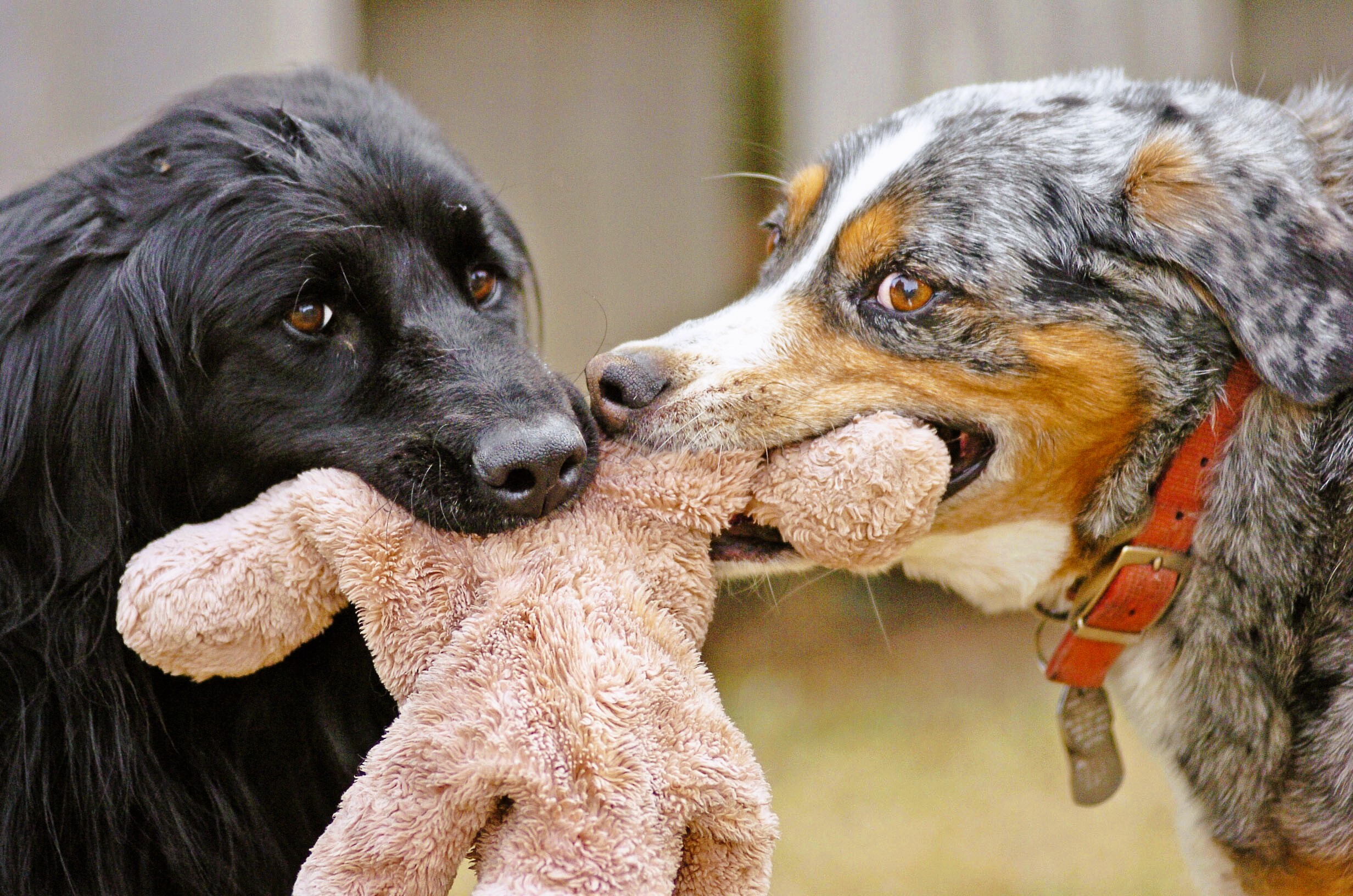 Hundebesitzer sollten vorsichtig sein - Tödliche Seuche könnte Hunde töten