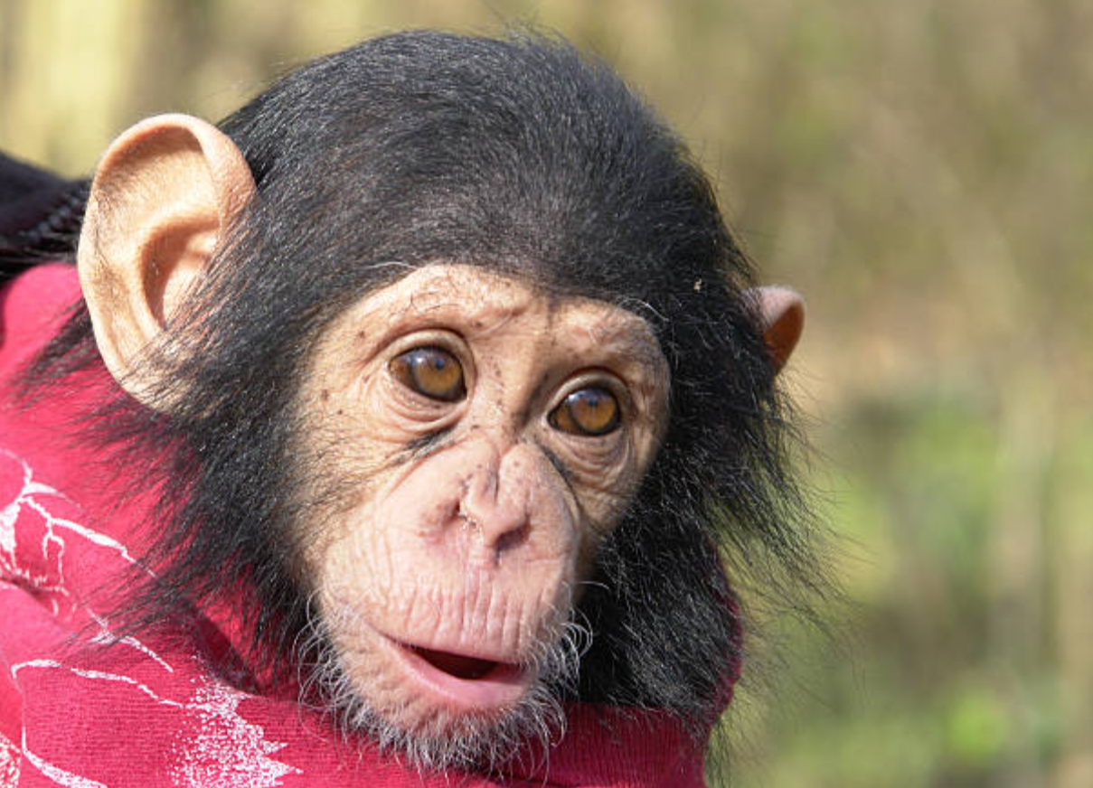 Deutscher Zoo tötet neugeborenes Schimpansenbaby - der Grund mach traurig!